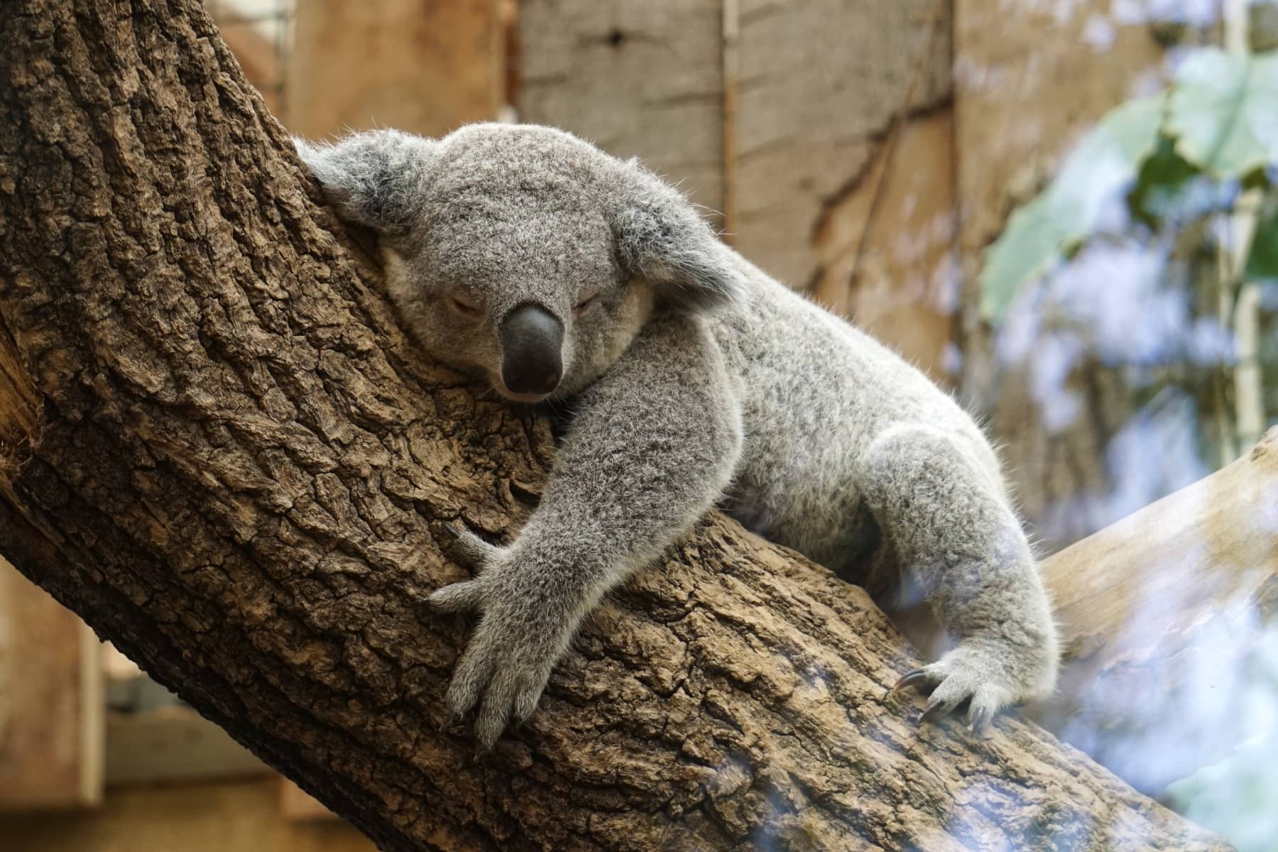 Zoo Duisburg Koala
