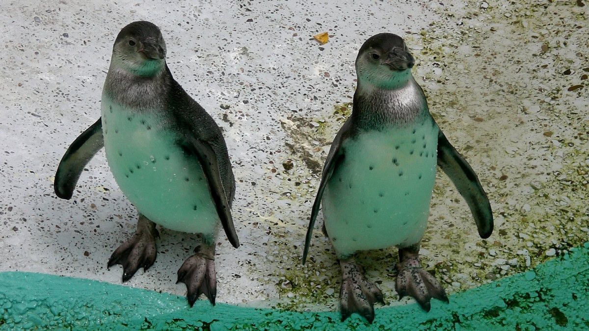 Pinguine im Kölner Zoo