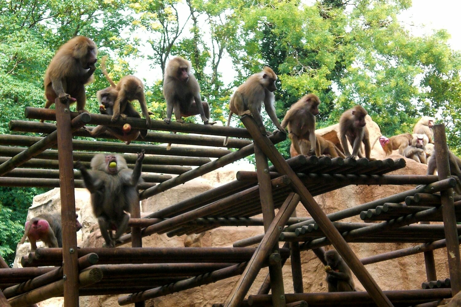 Paviane im Kölner Zoo