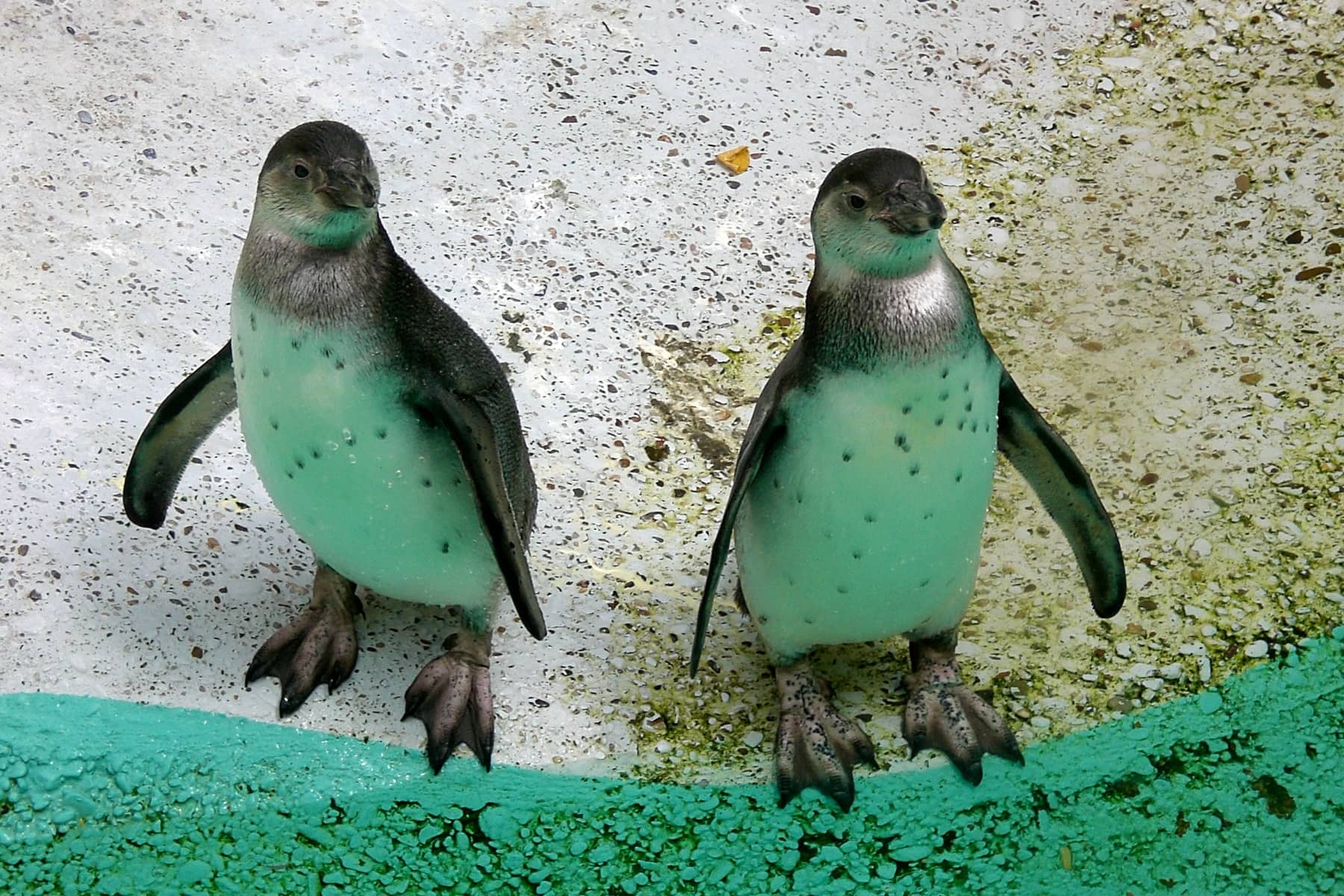 Pinguine im Kölner Zoo