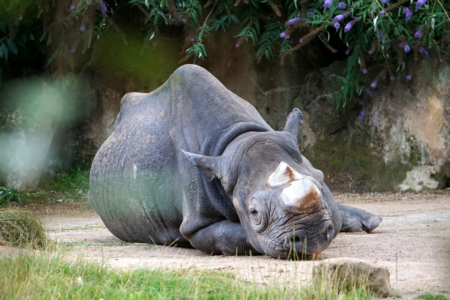 Krefeld Zoo Nashorn
