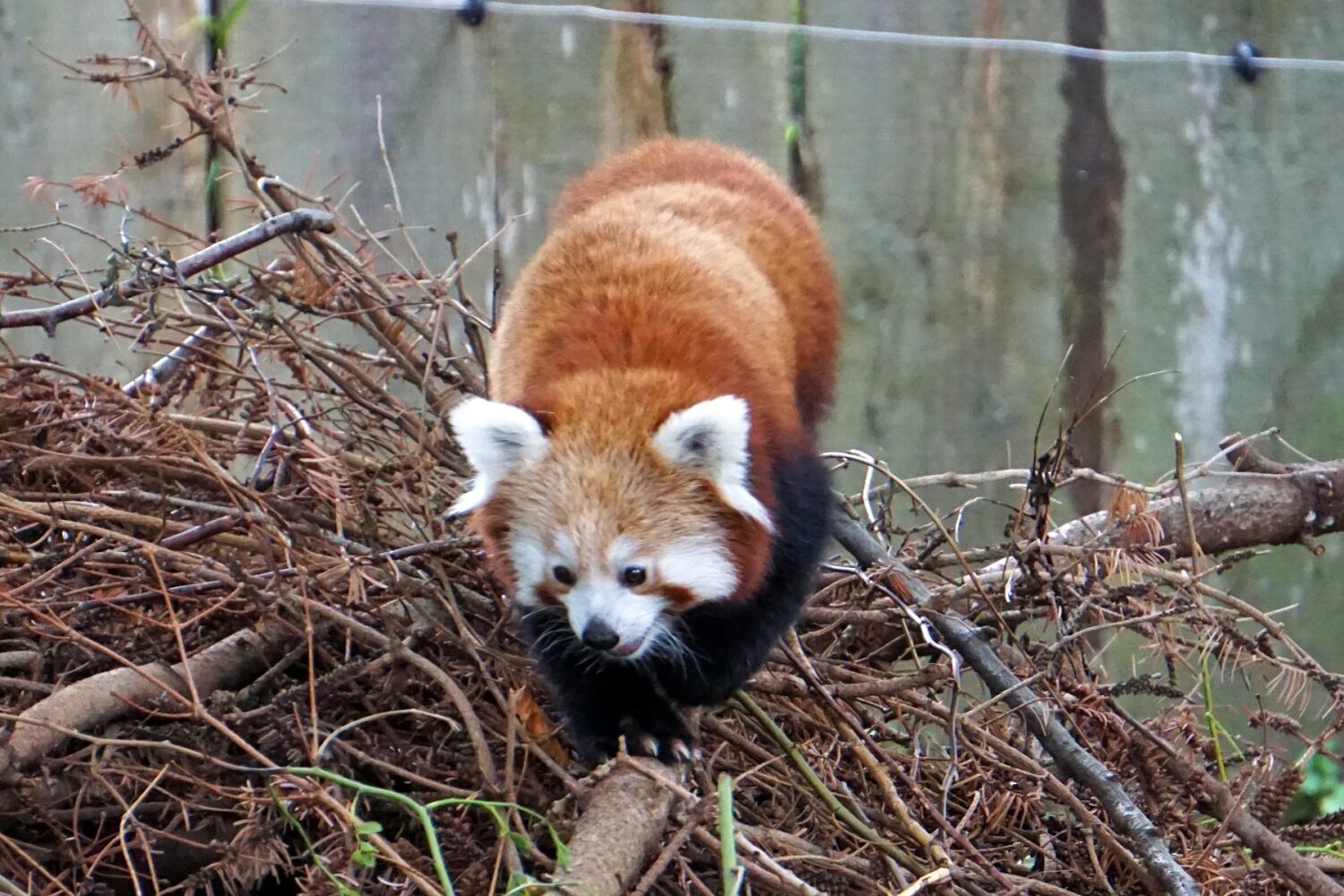 Krefeld Zoo Roter Panda